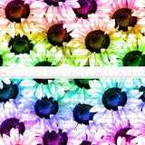 *PRE-ORDER* Signature Coords: Rainbow Sunflowers