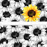 *PRE-ORDER* Signature Coords: Sunflower Pop